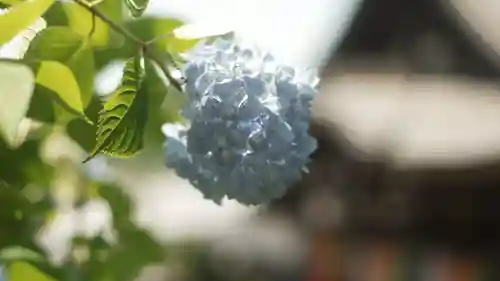 岡寺（龍蓋寺）(奈良県)