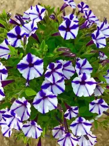 伏木香取神社の自然