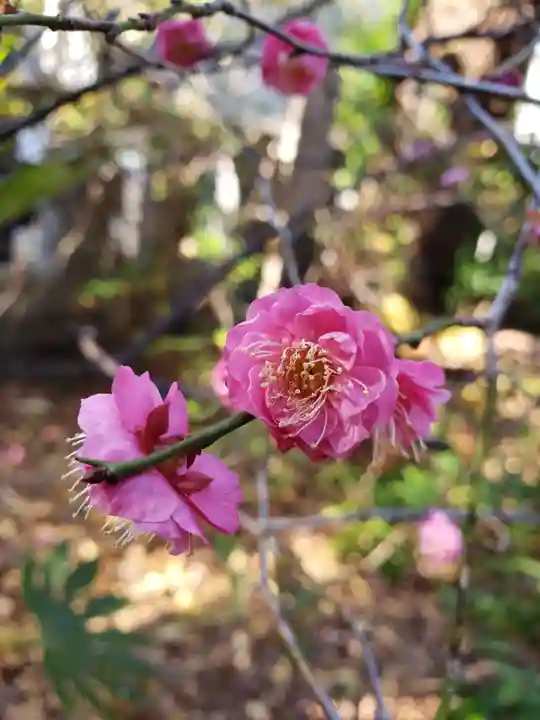 青山熊野神社(東京都)