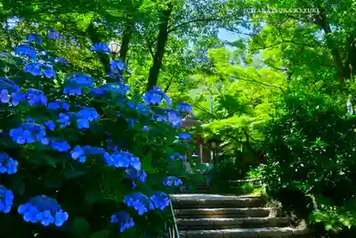 高幡不動尊　金剛寺(東京都)