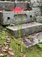 伊勢の国 四天王寺の自然