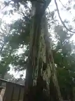 伊勢神宮外宮(豊受大神宮)の自然