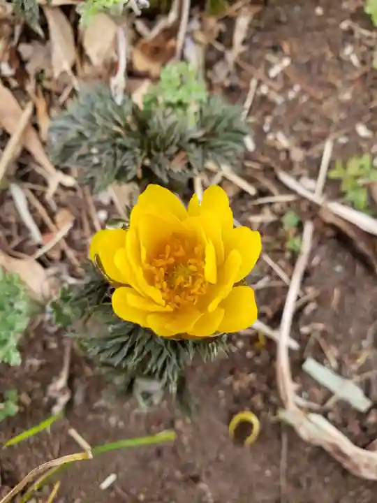 鷺宮八幡神社の自然