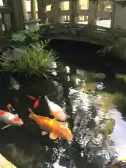 椙本神社の動物