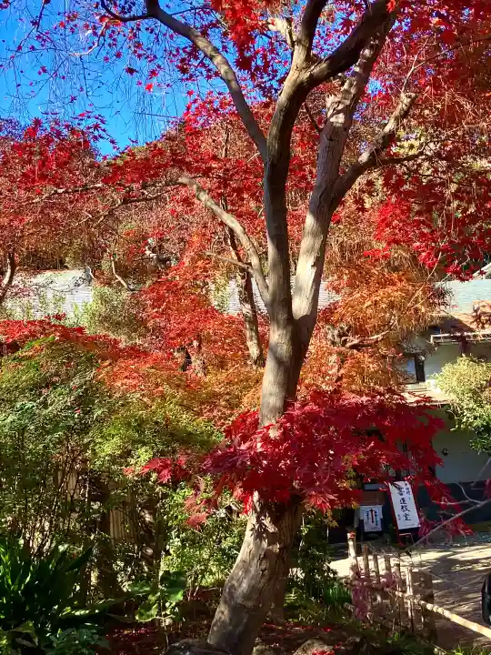 本土寺(千葉県)