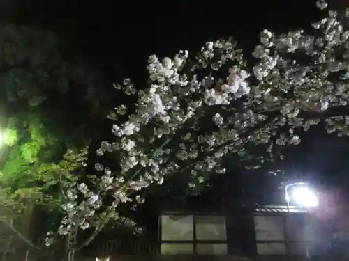 平野神社の自然