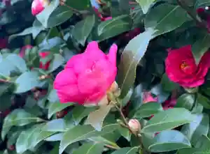 埼玉厄除け開運大師・龍泉寺(切り絵御朱印発祥の寺)の自然(2020年02月01日(土) 09時39分20秒投稿)