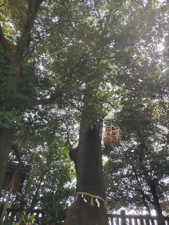 川越氷川神社の自然