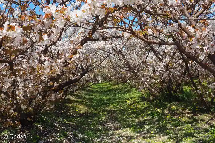 仁和寺(京都府)