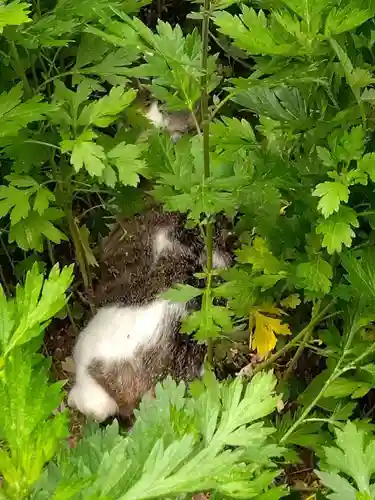 円通寺(埼玉県)