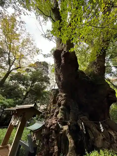 來宮神社(静岡県)