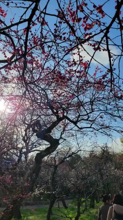 北野天満宮の{uncategorized: "未分類", other: "その他", undefined: "問題あり", building: "その他建物", grave: "お墓", sacred_gate: "鳥居", guardian: "狛犬", statue: "像", buddha: "仏像", history: "歴史", nature: "自然", garden: "庭園", animal: "動物", pagoda: "塔", temizu: "手水舎", mountain_gate: "山門・神門", sanctuary: "本殿・本堂", subordinate: "末社・摂社", art: "芸術", scenery: "景色", jizo: "地蔵", ema: "絵馬", goshuin: "御朱印", omikuji: "おみくじ", items: "授与品その他", amulet: "お守り", goshuincho: "御朱印帳", eats: "食事", festival: "お祭り", votive_dance: "神楽", shichigosan: "七五三参", wedding: "結婚式", experience: "体験その他", initially: "初詣", around: "周辺", anti_infection: "感染症対策"}