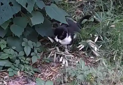 白金氷川神社の御朱印
