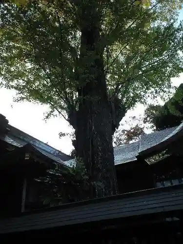 麻賀多神社の自然