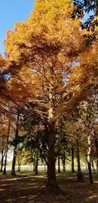 徳島稲荷神社の自然