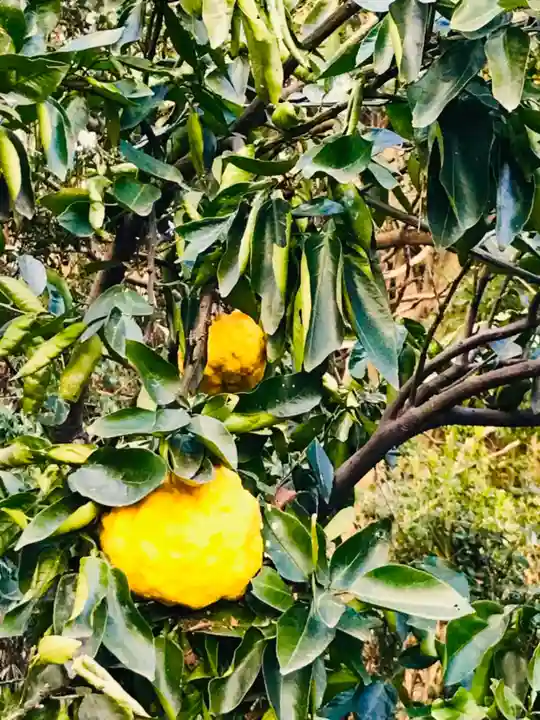 金嶽神社の自然
