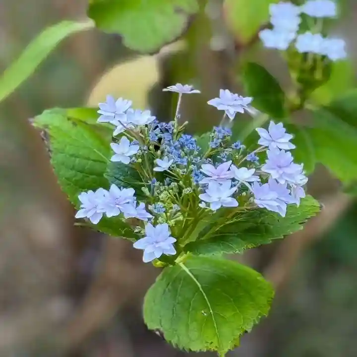 伊勢の国 四天王寺(三重県)