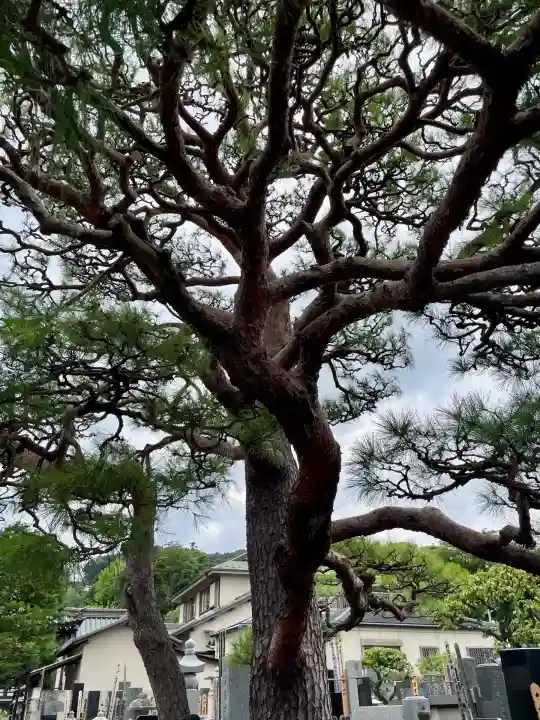 大運寺(神奈川県)