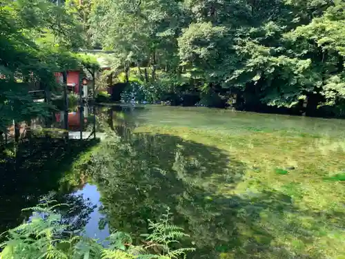 富士山本宮浅間大社の自然