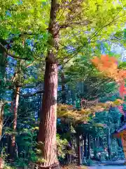 磯部稲村神社(茨城県)