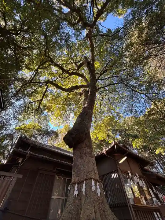 氷川女體神社の{uncategorized: "未分類", other: "その他", undefined: "問題あり", building: "その他建物", grave: "お墓", sacred_gate: "鳥居", guardian: "狛犬", statue: "像", buddha: "仏像", history: "歴史", nature: "自然", garden: "庭園", animal: "動物", pagoda: "塔", temizu: "手水舎", mountain_gate: "山門・神門", sanctuary: "本殿・本堂", subordinate: "末社・摂社", art: "芸術", scenery: "景色", jizo: "地蔵", ema: "絵馬", goshuin: "御朱印", omikuji: "おみくじ", items: "授与品その他", amulet: "お守り", goshuincho: "御朱印帳", eats: "食事", festival: "お祭り", votive_dance: "神楽", shichigosan: "七五三参", wedding: "結婚式", experience: "体験その他", initially: "初詣", around: "周辺", anti_infection: "感染症対策"}