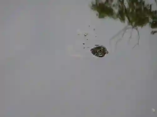 宮山神社の動物