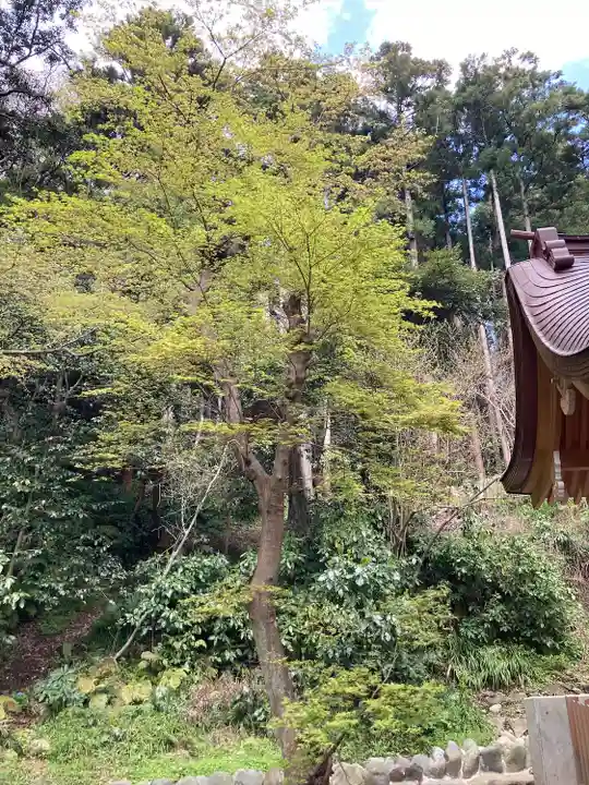 新宮神社(今宮)(神奈川県)