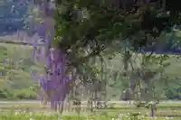 熊野大権現堂の自然