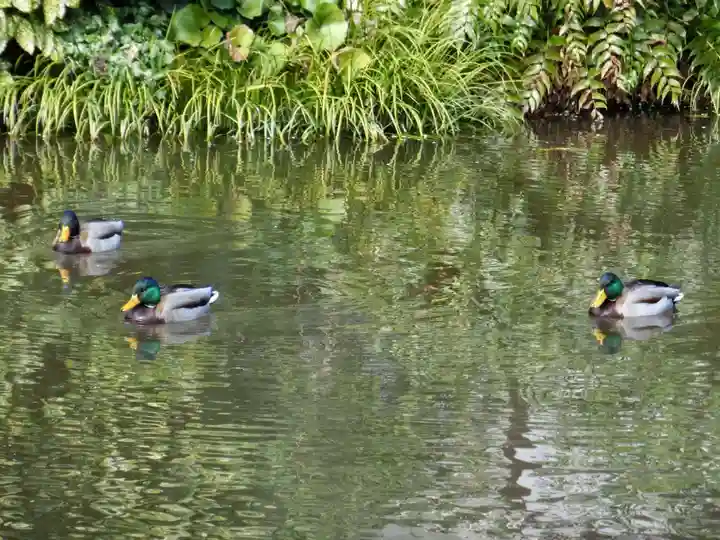 時宗総本山 遊行寺(正式:清浄光寺)の動物