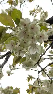 墨染寺（桜寺）(京都府)