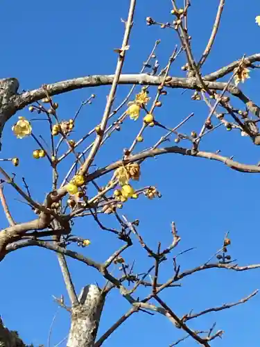 宝登山神社の{uncategorized: "未分類", other: "その他", undefined: "問題あり", building: "その他建物", grave: "お墓", sacred_gate: "鳥居", guardian: "狛犬", statue: "像", buddha: "仏像", history: "歴史", nature: "自然", garden: "庭園", animal: "動物", pagoda: "塔", temizu: "手水舎", mountain_gate: "山門・神門", sanctuary: "本殿・本堂", subordinate: "末社・摂社", art: "芸術", scenery: "景色", jizo: "地蔵", ema: "絵馬", goshuin: "御朱印", omikuji: "おみくじ", items: "授与品その他", amulet: "お守り", goshuincho: "御朱印帳", eats: "食事", festival: "お祭り", votive_dance: "神楽", shichigosan: "七五三参", wedding: "結婚式", experience: "体験その他", initially: "初詣", around: "周辺", anti_infection: "感染症対策"}