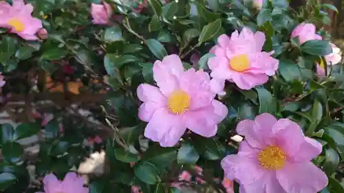 猿田彦神社の自然