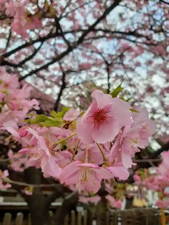 新宿下落合氷川神社(東京都)