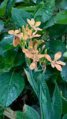 宝蔵寺(京都府)