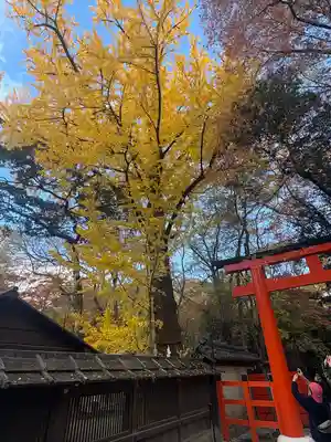 河合神社(鴨川合坐小社宅神社)(京都府)