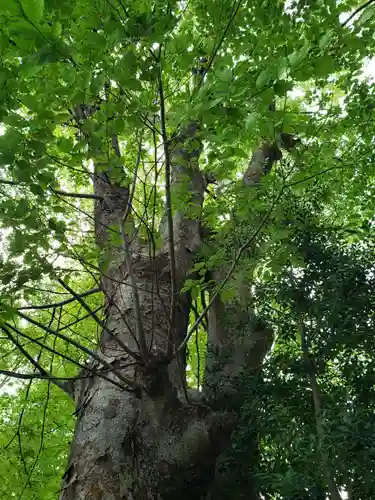 阿佐ヶ谷神明宮の自然