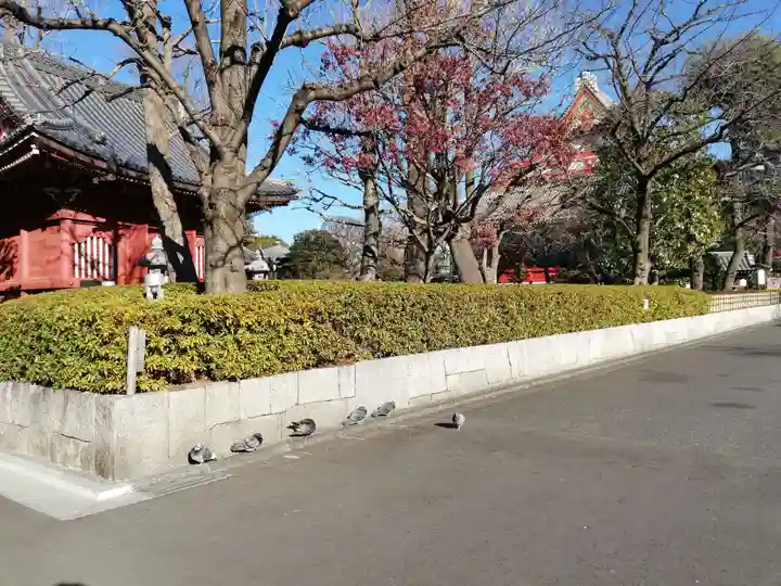 浅草寺の動物