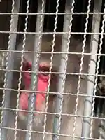 日吉大社の動物