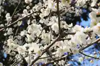 くまくま神社(導きの社 熊野町熊野神社)の自然