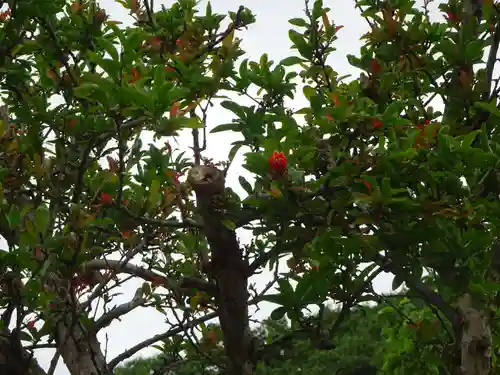 伊勢原 法泉寺の自然