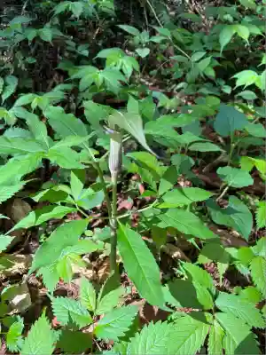 羽黒山神社(栃木県)