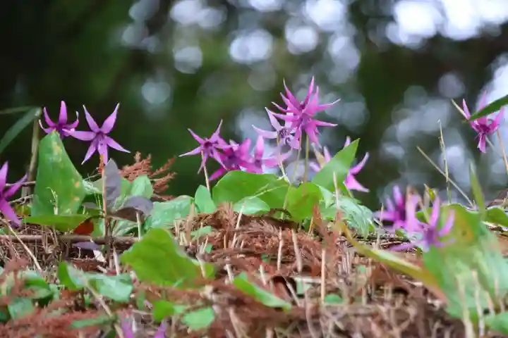 田村神社の自然
