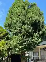 千住本氷川神社の自然