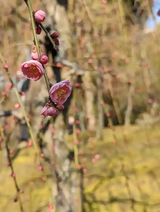 城南宮(京都府)