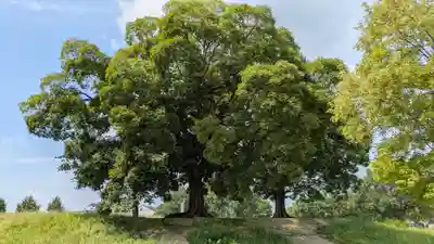 史跡 西寺趾(京都府)