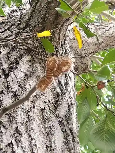 杉杜白髭神社(福井県)