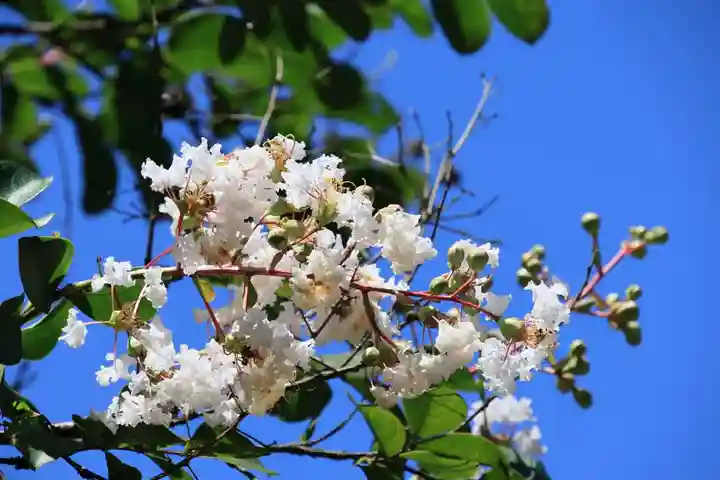 田村神社の自然