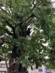 飛木稲荷神社の自然