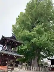 飛騨国分寺(岐阜県)