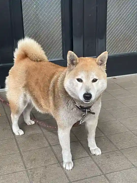 笠䅣稲荷神社(神奈川県)